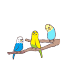 セキセイインコたちの日々（個別スタンプ：15）