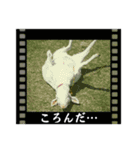 ヤギですが何か？（個別スタンプ：12）