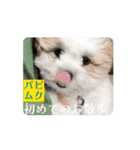 パピ〜時代のムクちゃんです（個別スタンプ：1）