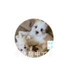 パピ〜時代のムクちゃんです（個別スタンプ：3）