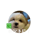 パピ〜時代のムクちゃんです（個別スタンプ：4）