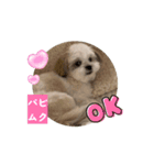 パピ〜時代のムクちゃんです（個別スタンプ：5）