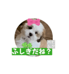 パピ〜時代のムクちゃんです（個別スタンプ：7）