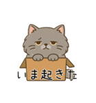 ペルシャ猫のくせつよスタンプ（個別スタンプ：3）
