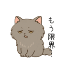 ペルシャ猫のくせつよスタンプ（個別スタンプ：30）