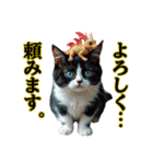 少し厨二病AI猫（個別スタンプ：7）