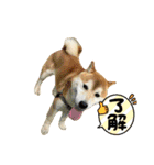 ぽーちゃんのスタンプ・アラカルト♫（個別スタンプ：4）