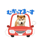 ぽーちゃんのスタンプ・アラカルト♫（個別スタンプ：6）