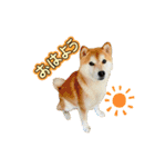 ぽーちゃんのスタンプ・アラカルト♫（個別スタンプ：8）