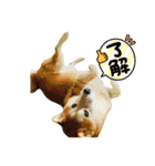 ぽーちゃんのスタンプ・アラカルト♫（個別スタンプ：10）