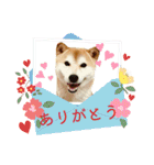 ぽーちゃんのスタンプ・アラカルト♫（個別スタンプ：14）