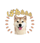 ぽーちゃんのスタンプ・アラカルト♫（個別スタンプ：23）