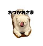 つかいやすいゴンザレス（個別スタンプ：6）