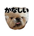 つかいやすいゴンザレス（個別スタンプ：8）