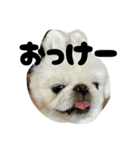 つかいやすいゴンザレス（個別スタンプ：11）