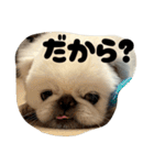 つかいやすいゴンザレス（個別スタンプ：20）