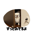 つかいやすいゴンザレス（個別スタンプ：38）