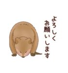 クオッカときどきコアラ（個別スタンプ：8）