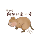 クオッカときどきコアラ（個別スタンプ：15）