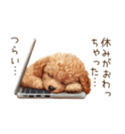 行きたくない！休みたいトイプードル（個別スタンプ：5）