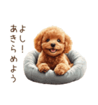 行きたくない！休みたいトイプードル（個別スタンプ：15）