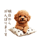 行きたくない！休みたいトイプードル（個別スタンプ：37）