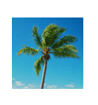 夏＊きらめく貝殻ビーチ（個別スタンプ：8）