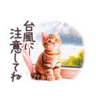 梅雨 夏 毎日使える でか文字 ねこ 日常（個別スタンプ：11）