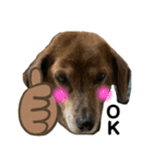 愛犬ことらの使えるスタンプ(13)（個別スタンプ：1）