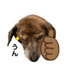 愛犬ことらの使えるスタンプ(13)（個別スタンプ：2）