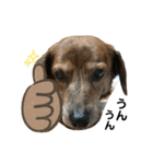 愛犬ことらの使えるスタンプ(13)（個別スタンプ：3）