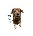 愛犬ことらの使えるスタンプ(13)（個別スタンプ：5）