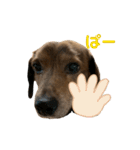 愛犬ことらの使えるスタンプ(13)（個別スタンプ：7）