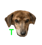 愛犬ことらの使えるスタンプ(13)（個別スタンプ：8）