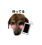 愛犬ことらの使えるスタンプ(13)（個別スタンプ：11）