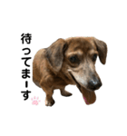 愛犬ことらの使えるスタンプ(13)（個別スタンプ：12）