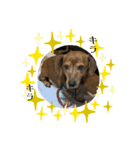 愛犬ことらの使えるスタンプ(13)（個別スタンプ：14）