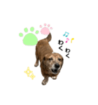 愛犬ことらの使えるスタンプ(13)（個別スタンプ：15）