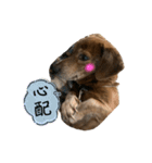 愛犬ことらの使えるスタンプ(13)（個別スタンプ：23）