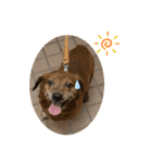 愛犬ことらの使えるスタンプ(13)（個別スタンプ：24）