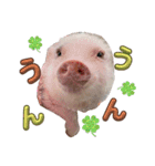 れっぷあ2（個別スタンプ：1）