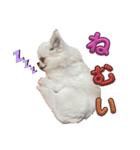れっぷあ2（個別スタンプ：7）