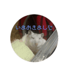 おもちがもちもちすたんぷ（個別スタンプ：1）