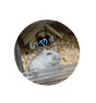 おもちがもちもちすたんぷ（個別スタンプ：5）