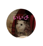 おもちがもちもちすたんぷ（個別スタンプ：6）