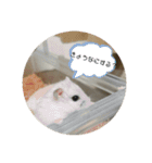 おもちがもちもちすたんぷ（個別スタンプ：8）