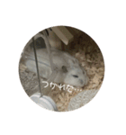 おもちがもちもちすたんぷ（個別スタンプ：11）