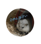 おもちがもちもちすたんぷ（個別スタンプ：13）