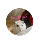 おもちがもちもちすたんぷ（個別スタンプ：14）