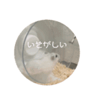おもちがもちもちすたんぷ（個別スタンプ：16）